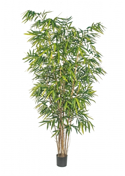 Bambù New Big Foglia - 240Cm