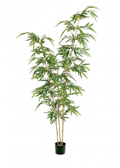 Bambù New Elegant Tree - 260Cm