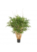 Bambù Royal Jamaica - 125Cm