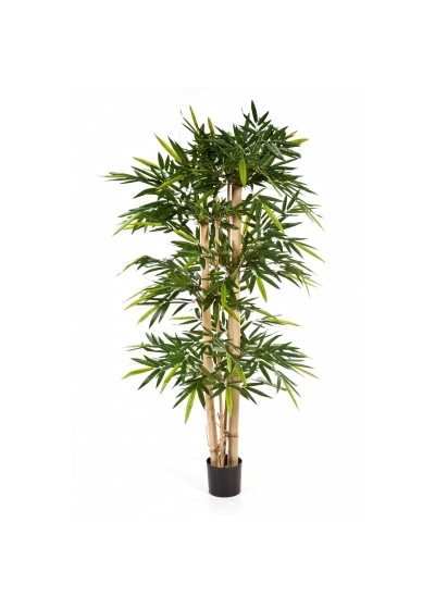 Bambù New Giant Tree - 300Cm