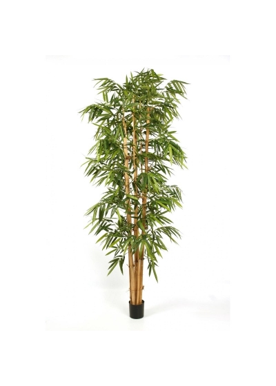 Bambù New Giant Big Lea - 240Cm