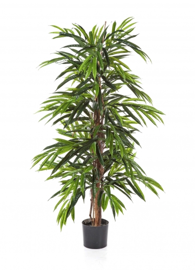 Longifolia Tree Deluxe - 180Cm