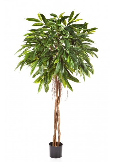 Longifolia Fat Umbrella - 180Cm