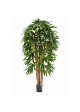 Raphis Palm Tree - 210Cm