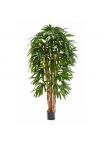 Raphis Palm Tree - 210Cm
