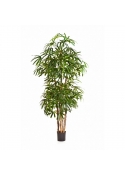 Raphis Palm Natural - 110Cm