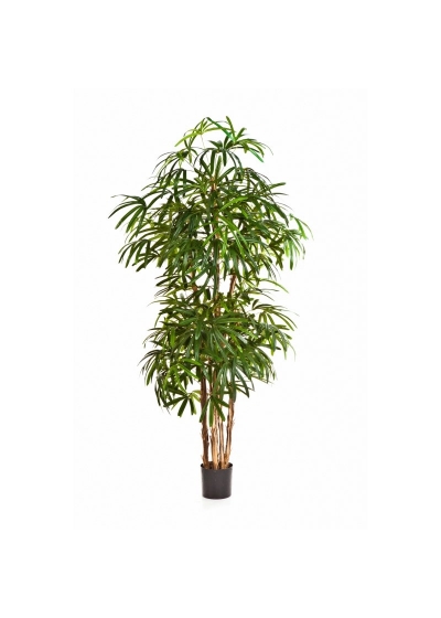 Raphis Palm Natural - 170Cm