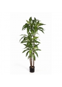 Dracaena Fragrans Variegata St - 120Cm