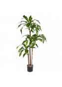 Dracaena Fragrans Steud - 150Cm