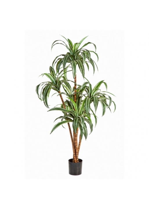 Dracaena Tree X 5 - 120Cm