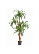 Dracaena Tree X 5 - 120Cm