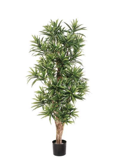 Dracaena Reflexa - 184Cm