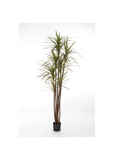 Dracaena Magenta X 7 - 180Cm