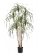 Ponytail Nitida Tree - 150Cm