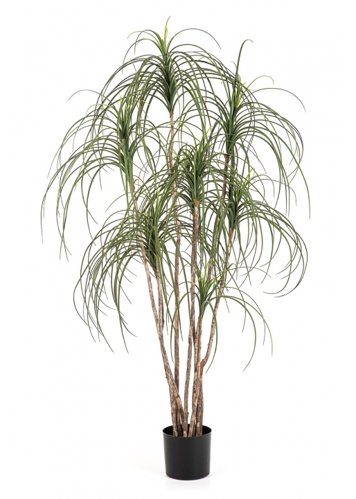 Ponytail Nitida Tree - 150Cm