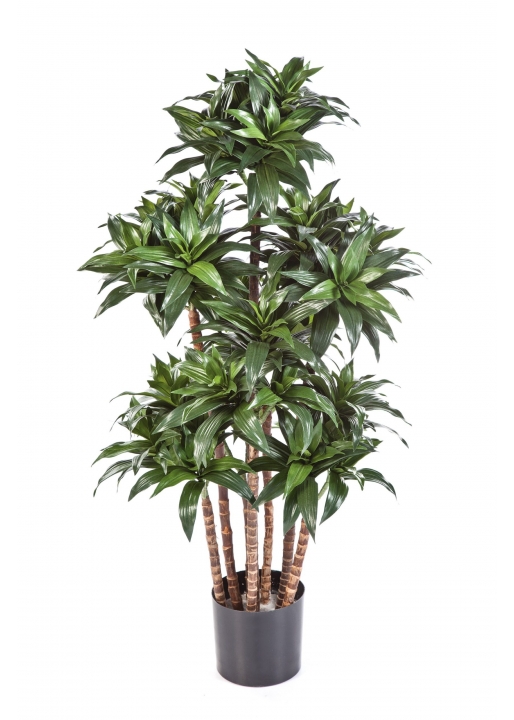 Dracaena Fragrans Compac - 120Cm