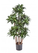 Dracaena Fragrans Compac - 120Cm