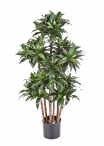 Dracaena Fragrans Compac - 120Cm