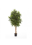 Croton Goldfinger Tree - 155Cm