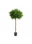 Croton Goldfinger Ball T - 145Cm