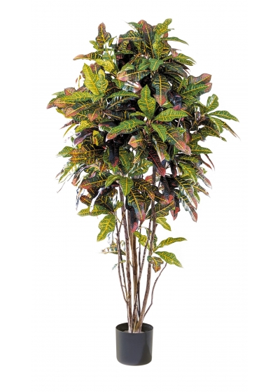 Croton Tree - 180Cm