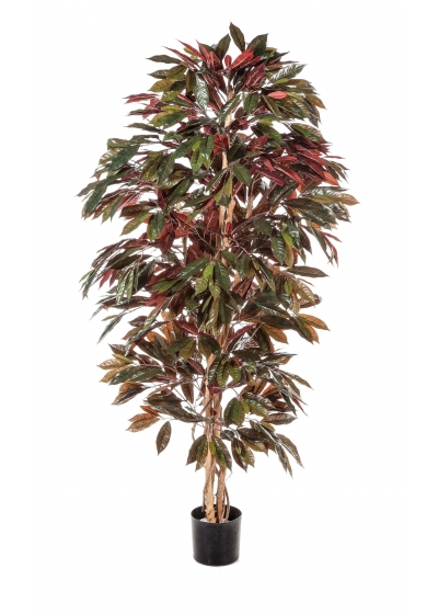 Capensia Cespuglio Tree - 210Cm