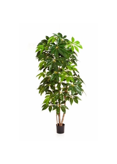 Schefflera Giant Tree - 220Cm