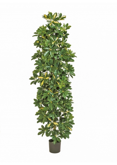 Schefflera Variegata Giant Column - 180Cm