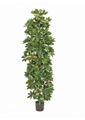 Schefflera Variegata Giant Column - 180Cm