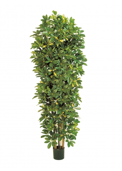 Schefflera Variegata Giant Column - 195Cm