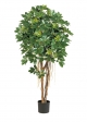 Schefflera Natural Umbrella - 110Cm