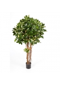 Schefflera Umbrella Variegata Nat - 110Cm