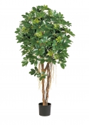 Schefflera Natural Umbrella - 140Cm