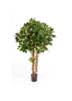 Schefflera Umbrella Variegata Nat - 140Cm