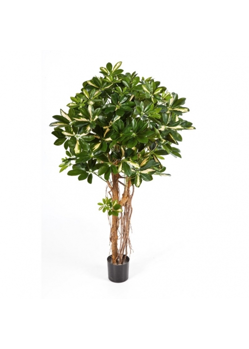 Schefflera Umbrella Variegata Nat - 140Cm
