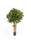 Schefflera Umbrella Variegata Nat - 140Cm
