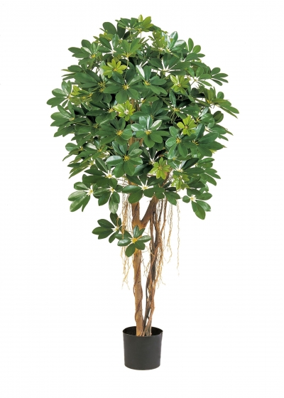 Schefflera Natural Umbrella - 170Cm