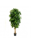 Schefflera Lady Tree - 142Cm