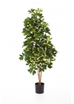 Schefflera Variegata Natural - 140Cm