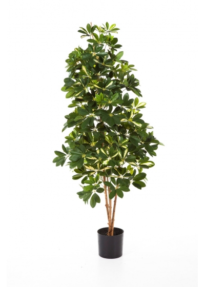 Schefflera Variegata Natural - 170Cm
