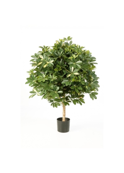Schefflera Variegata, Giant Ball - 110Cm