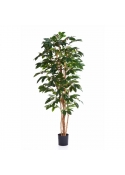 Coffee Tree Flowering - 150Cm