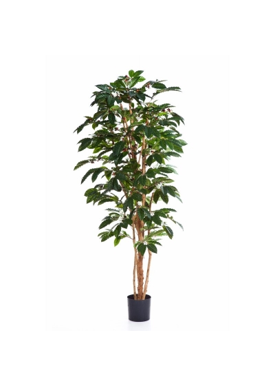 Coffee Tree Flowering - 210Cm