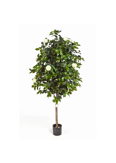 Camelia Vine Tree - 170Cm