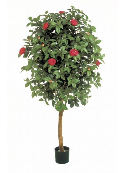 Camelia Vine Tree - 170Cm