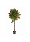 Camelia New Umbrella Tre - 130Cm