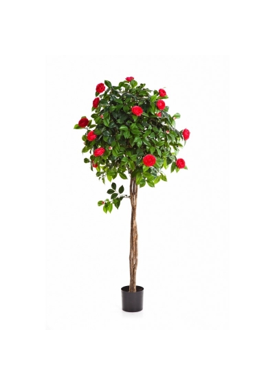Camelia New Umbrella Tre - 160Cm