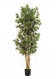 Podocarpus Reflexa - 150Cm