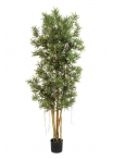 Podocarpus Reflexa - 150Cm