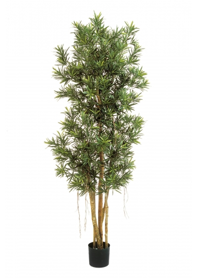 Podocarpus Reflexa - 210Cm